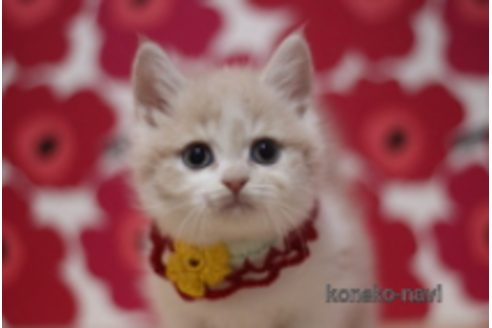 成約済の東京都のマンチカン(短足)-72675の3枚目